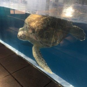 Meet your Posher, Sergio antonio